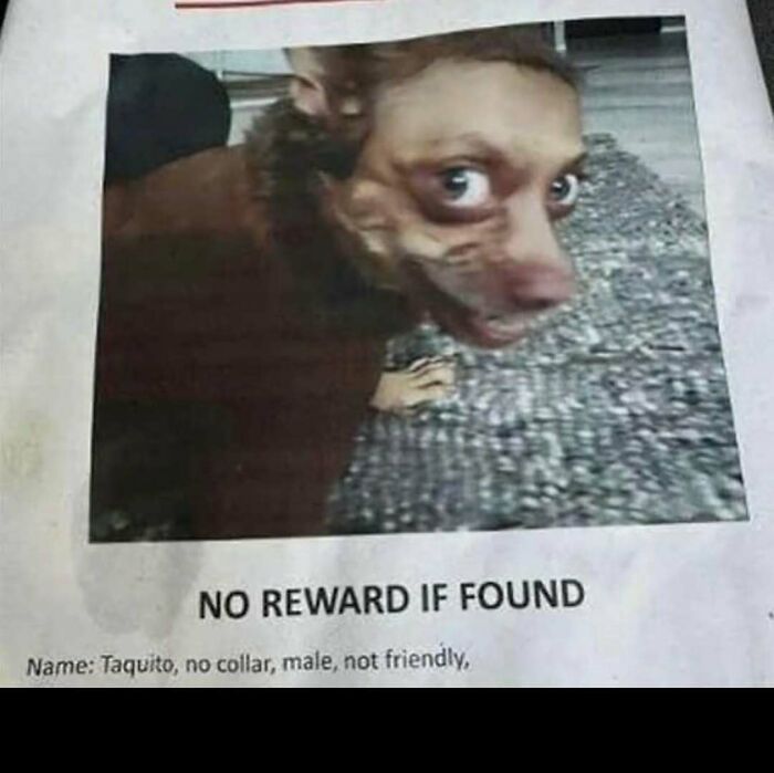 Disturbing cursed image of a strange dog with large eyes and no collar, featured on a cursed images Instagram page.