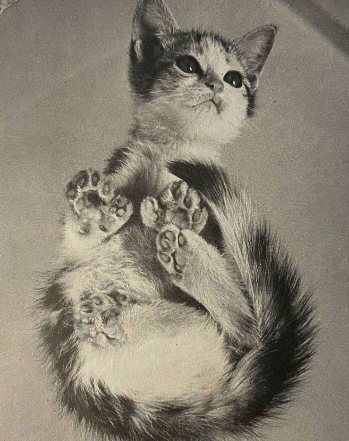 Vintage cat lying on its back showing soft paws, highlighting the charm of vintage cats from past centuries.
