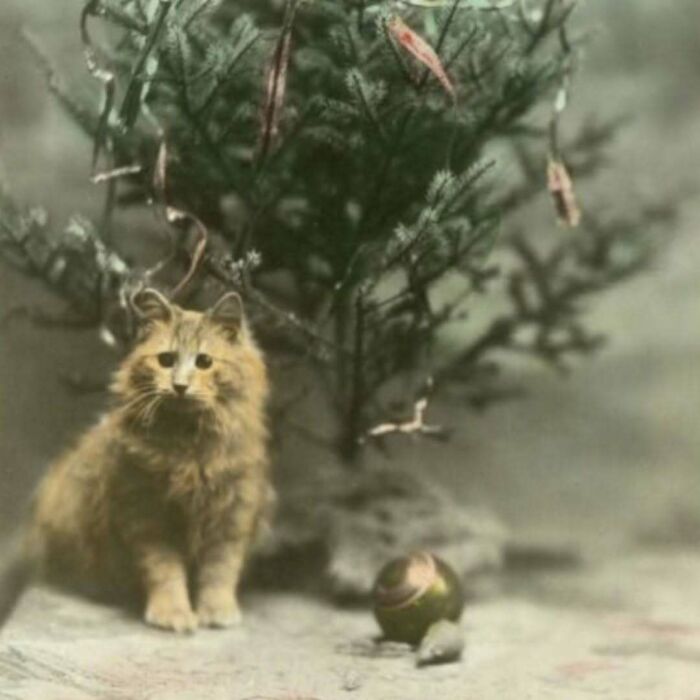 Vintage cat sitting beside a small decorated pine tree, showcasing classic feline charm and cuteness from past centuries.