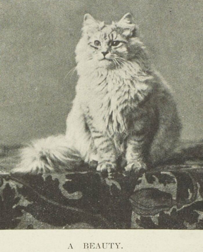 Vintage fluffy cat sitting on patterned fabric, showcasing classic feline charm and historic cuteness.