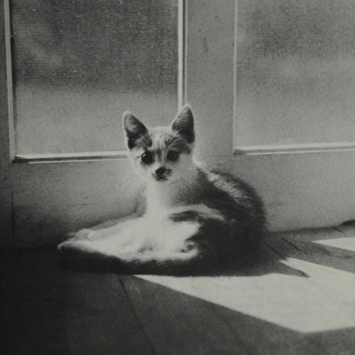 Vintage cat sitting in sunlight by a window, showcasing the timeless cuteness of cats from past centuries.