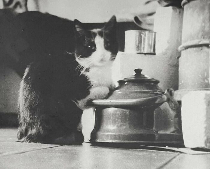 Vintage black and white photo of a cat sitting next to an old metal kettle, showcasing vintage cats charm.