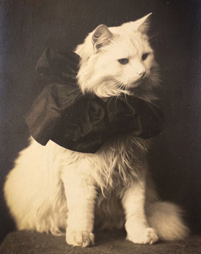 Vintage cat wearing a large dark bow, sitting and looking to the side in a sepia-toned classic portrait photograph.