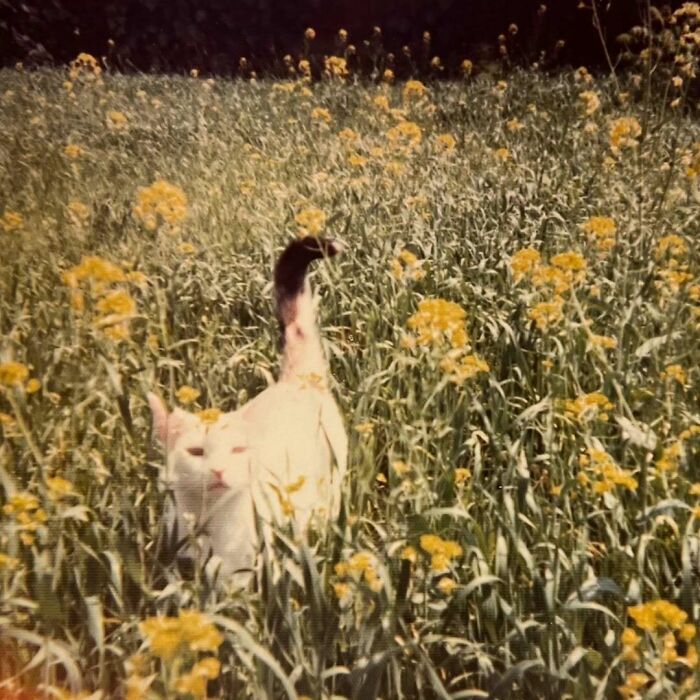 Vintage white cat with a dark tail walking through a field of tall grass and yellow flowers in a nostalgic setting