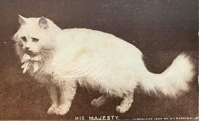 Vintage cat with fluffy white fur and a bow around its neck, showcasing the charm of vintage cats from past centuries.