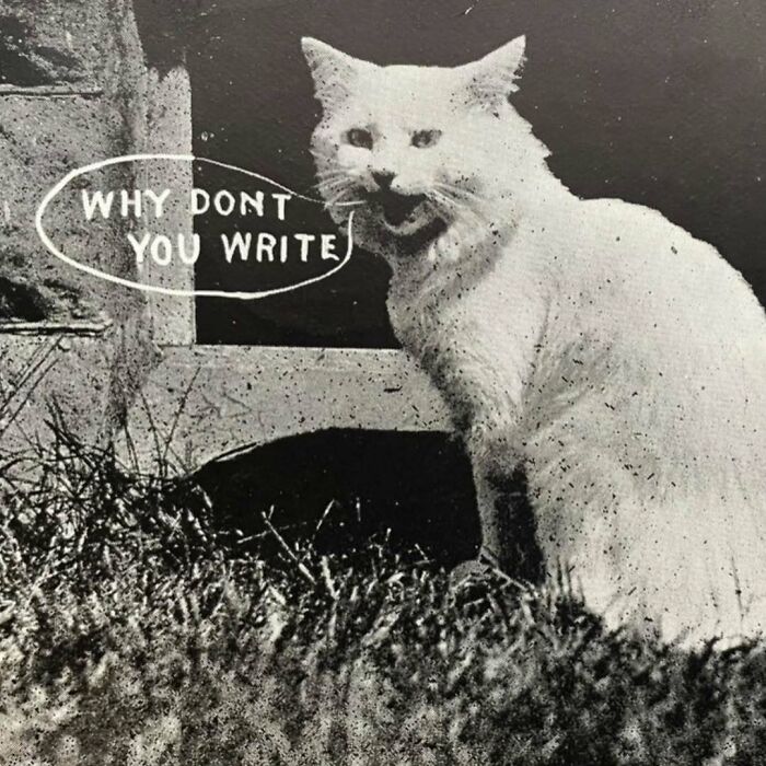 Vintage cat sitting outside near a stone wall with comic-style text bubble saying why dont you write.