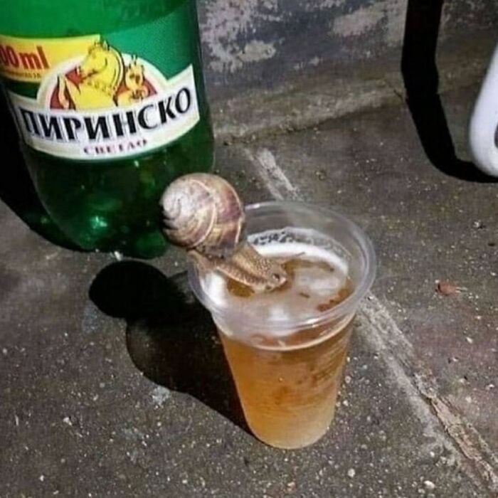 Snail drinking beer from a plastic cup on a rough surface, a cursed image popular on Instagram pages.