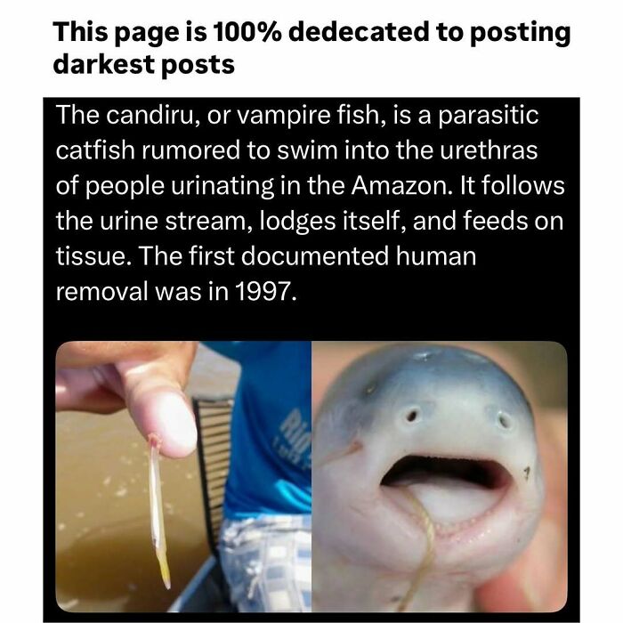 Parasitic vampire fish candiru rumored to swim into urethras, feeding on tissue, featured on darkest page Instagram post.