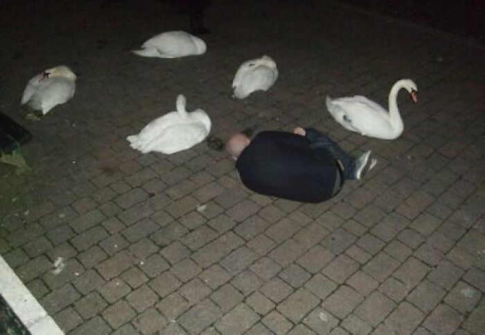 Man curled up on pavement surrounded by swans at night in a cursed image from popular Instagram page disturbing 200K fans.