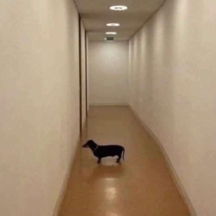 Small black dog in a narrow hallway with beige walls and ceiling lights, creating a cursed image effect for fans.