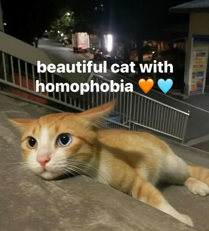 Orange and white cat with mismatched eyes lying on concrete at night, a meme representing broken sense of humor.