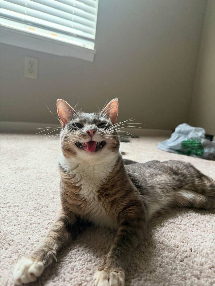 Playful chaotic pet cat lying on carpet with an amusing expression, showing its mischievous and menacing side.