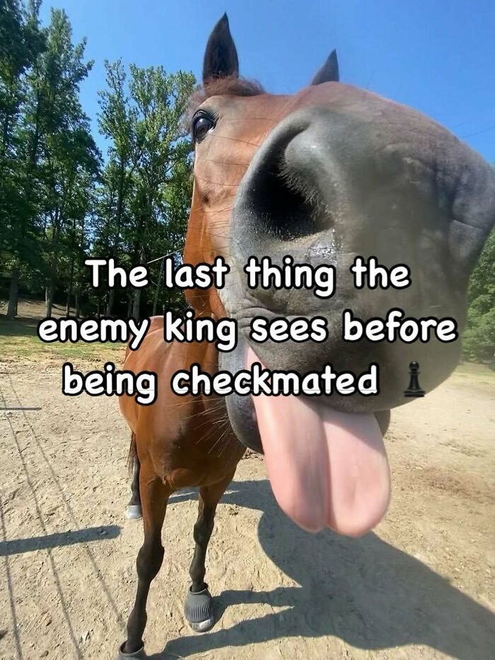 Close-up of a horse sticking out its tongue with a funny chess meme about the enemy king and checkmate, random memes humor