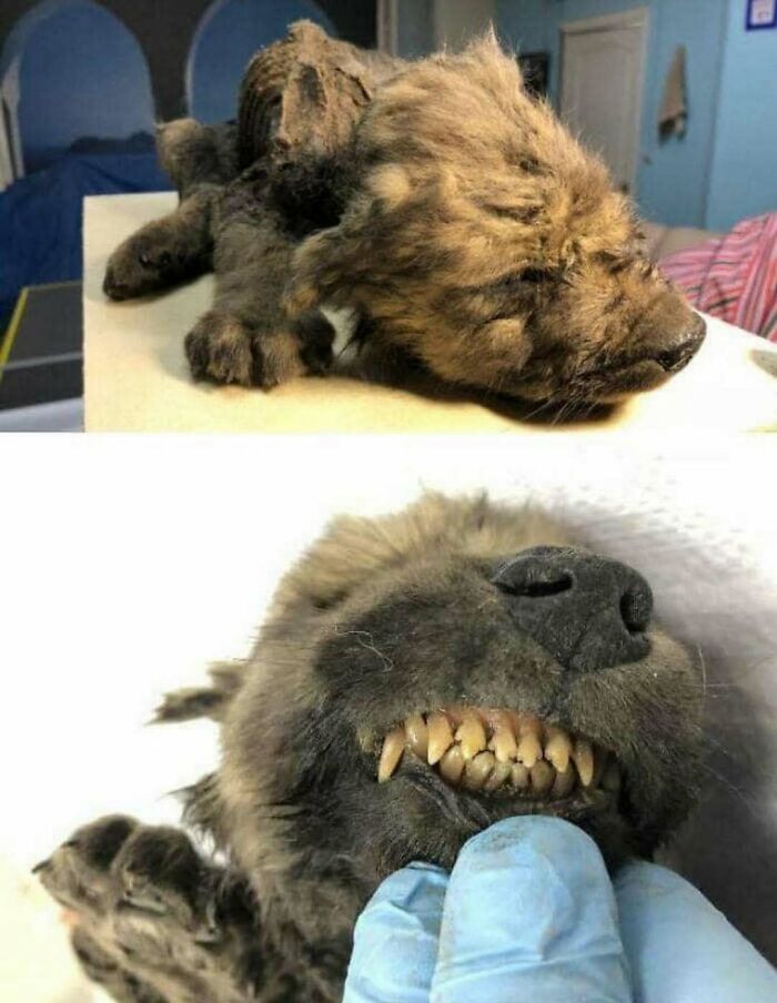 Preserved historical canine specimen showing detailed fur and teeth in two close-up images with gloved handling.