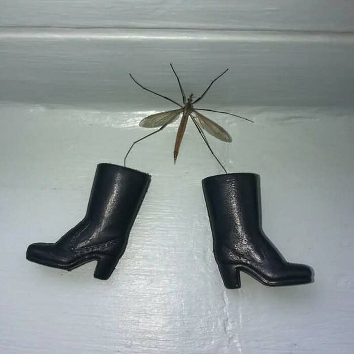 A large insect carrying two black boots, illustrating a daily cursed image from a popular Instagram page.