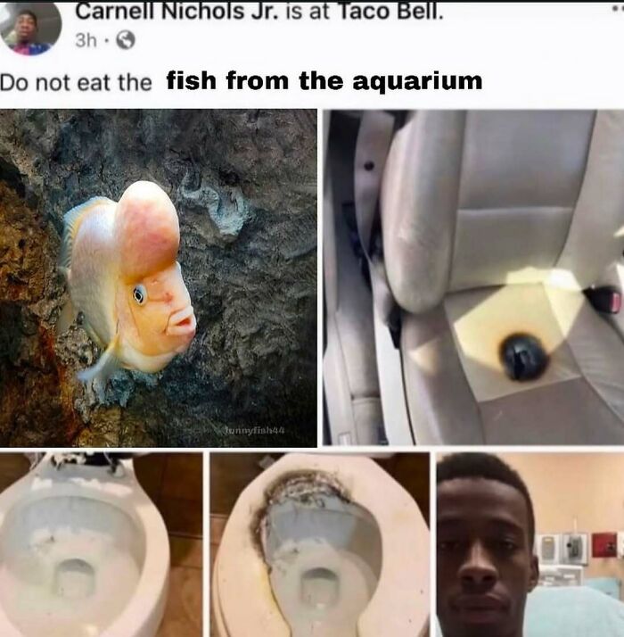 Collage of daily cursed images including a fish with a human face, a burned car seat, and damaged toilets from a cursed images Instagram page.