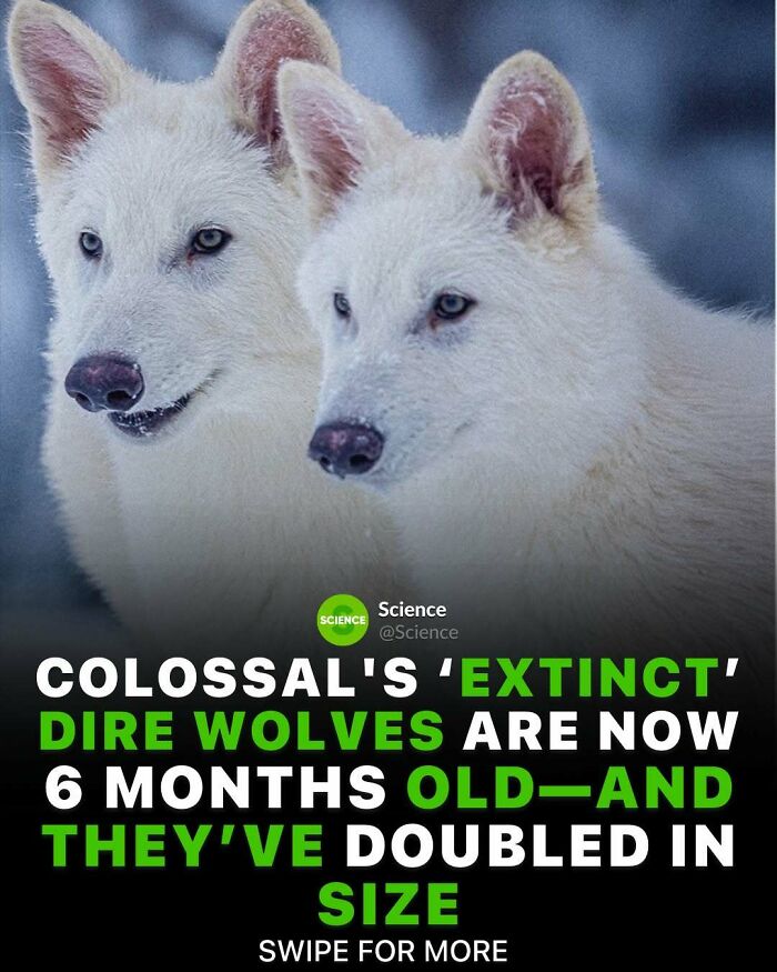 Two white dire wolves, highlighting cool and interesting facts about the world and science discoveries.