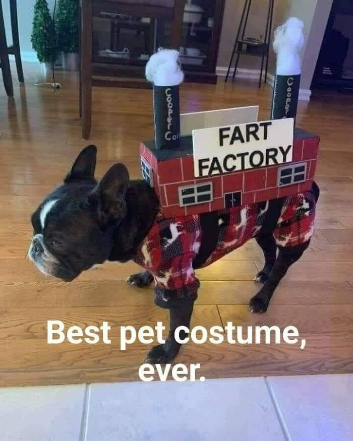 Dog wearing a creative fart factory costume, showcasing one of the best ingenious crafty ideas from a popular IG account.