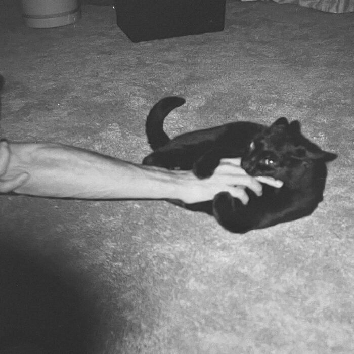 Black vintage cat playfully biting and clawing at a person's arm while lying on a carpeted floor.