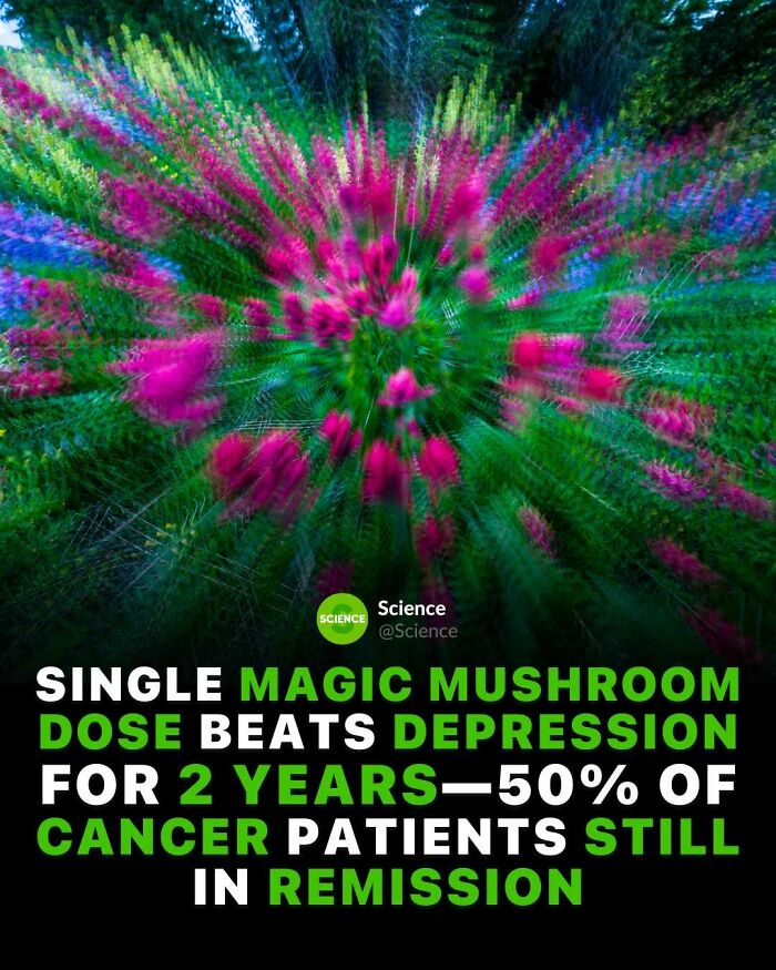 Colorful blurred flowers in a garden with a science fact about magic mushroom dose and depression remission.