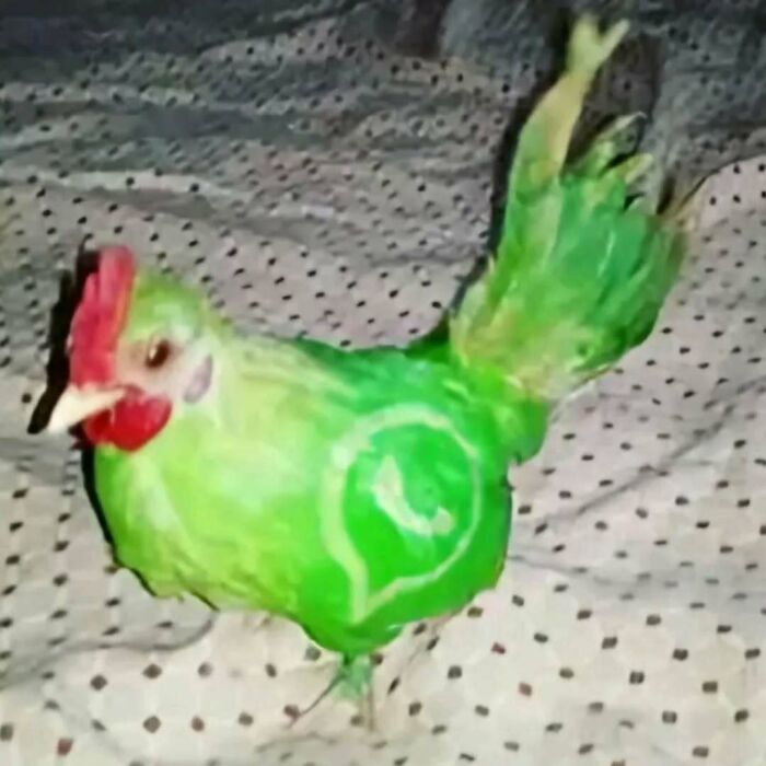 A green chicken with a WhatsApp logo painted on its body, featured in a cursed images collection on Instagram.