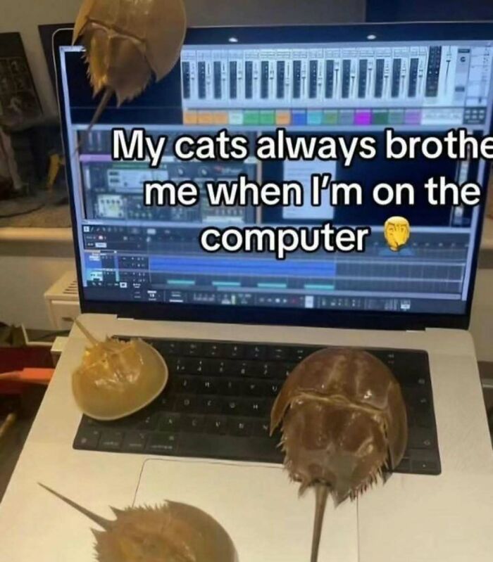 Horseshoe crabs on a laptop keyboard with meme text about cats and broken sense of humor memes.