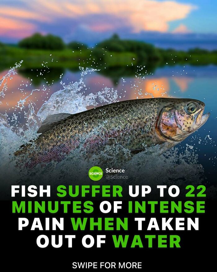 Fish jumping out of water at sunset, illustrating cool and interesting facts about the world and science pain duration.