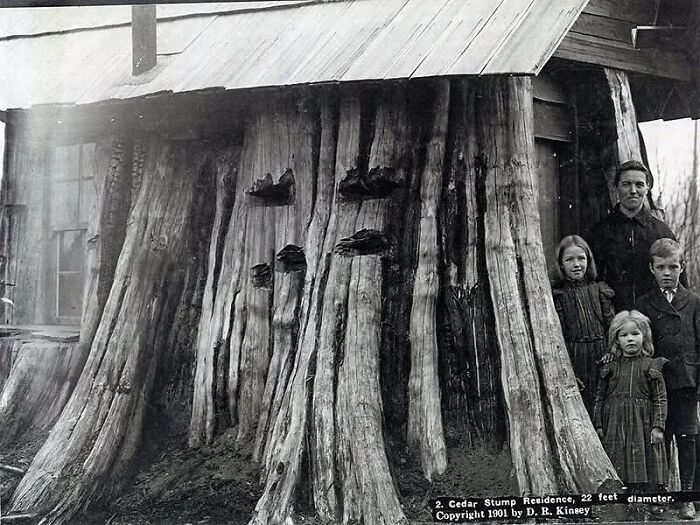 Cedar stump residence with a family standing beside it, shown in a historical photo with interesting backstory.