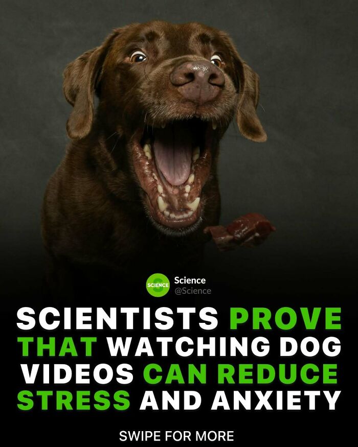 Excited brown dog with open mouth illustrating cool and interesting facts about the world and science reducing stress.