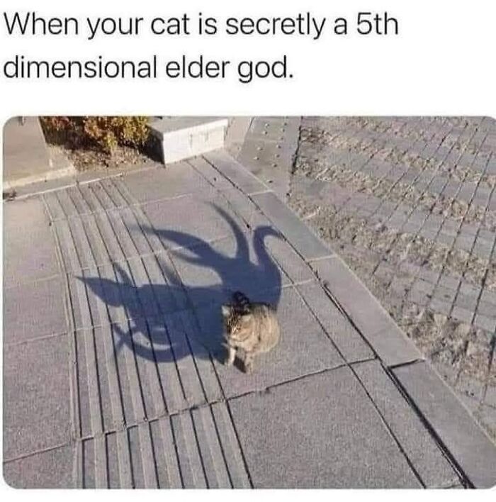 Cat casting a chaotic shadow like a 5th dimensional elder god, bringing laughter and unfiltered fun with random memes.