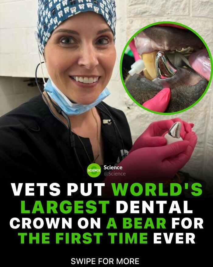 Veterinarian smiling next to the world's largest dental crown placed on a bear, showcasing cool and interesting science facts.