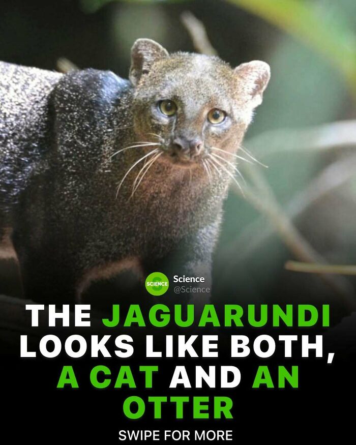 Jaguarundi animal close-up showcasing unique features in an interesting fact about the world and science.