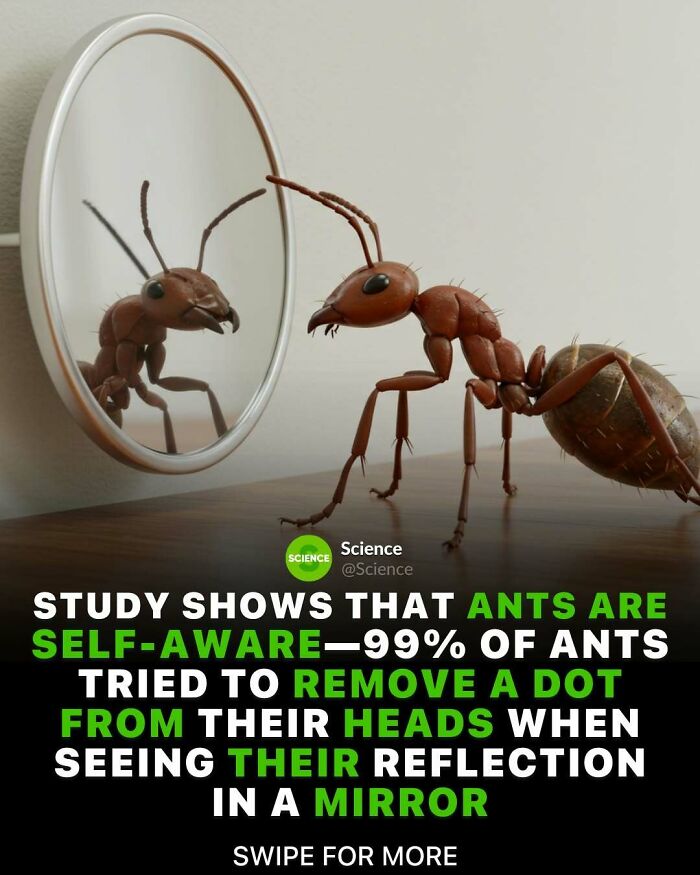 Ant observing its reflection in a mirror, illustrating a cool and interesting fact about world and science.