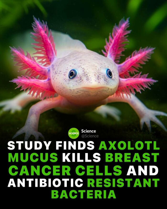 Close-up of an axolotl in water, highlighting interesting world and science facts about its mucus k*****g cancer cells and bacteria.
