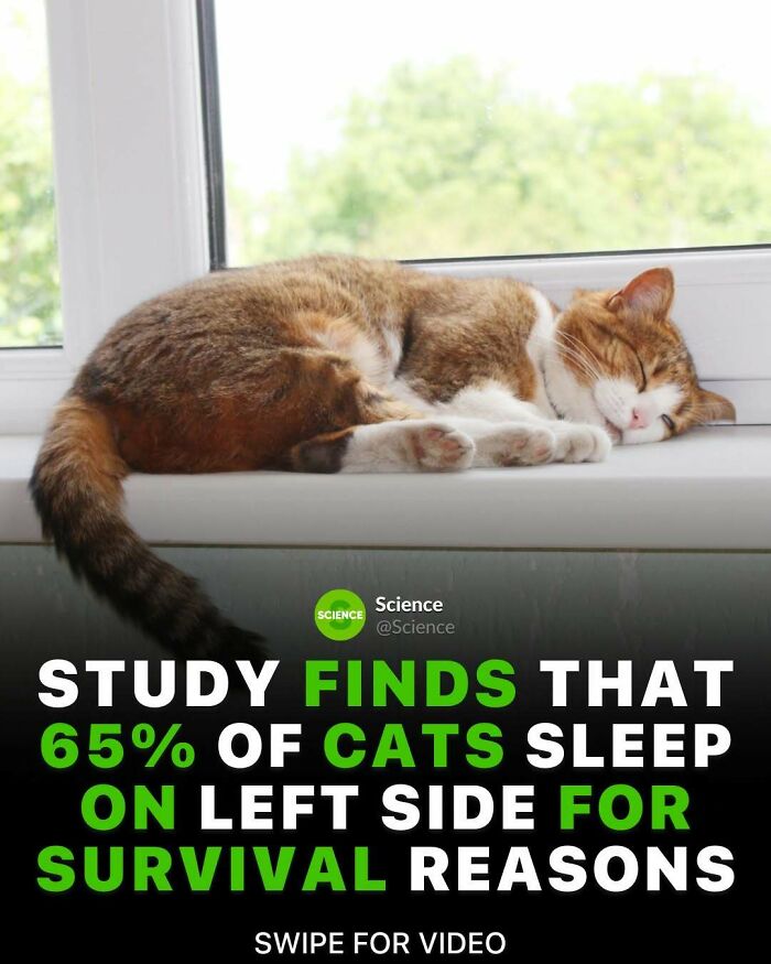 Sleeping cat on windowsill with facts about cats, related to world and science cool and interesting facts.