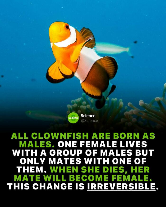 Clownfish biology explained with facts about world and science, highlighting unique gender change traits in marine life.