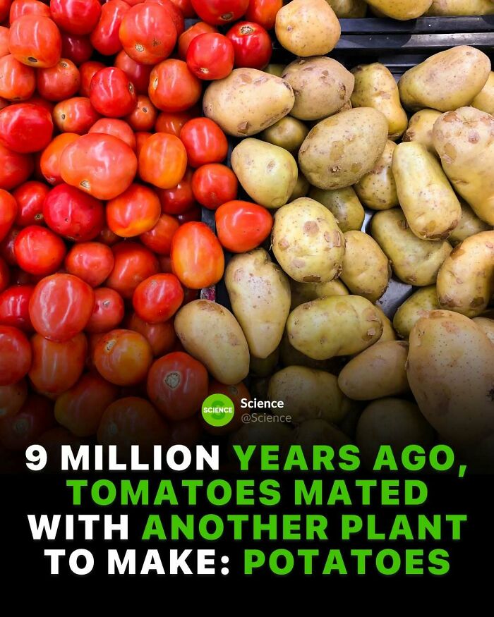 Tomatoes and potatoes displayed with a science fact about their plant hybridization millions of years ago.
