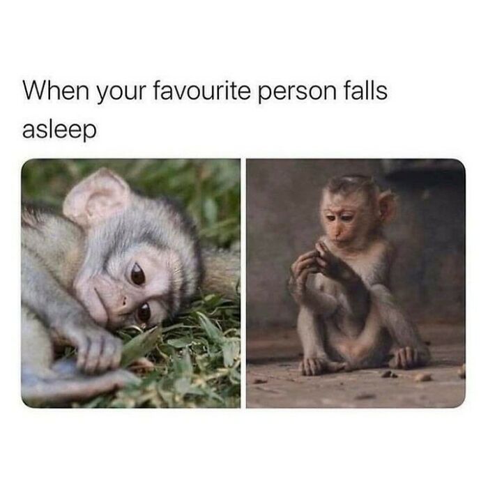 Two expressive monkeys looking sad and contemplative, illustrating funny memes that hit the too real part of the brain.