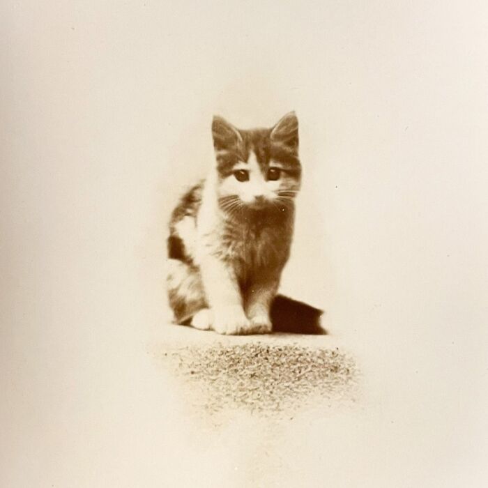 Vintage cat sitting on a textured surface, showcasing the timeless cuteness of cats from centuries past.