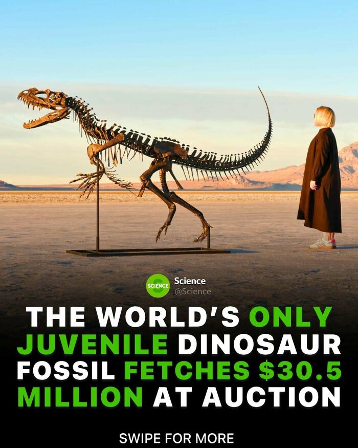 Juvenile dinosaur fossil displayed outdoors with a person nearby, highlighting cool and interesting facts about the world and science.