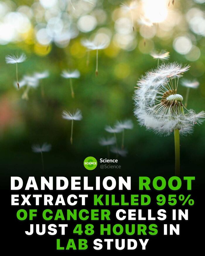 Dandelion seed dispersal with sunlight, highlighting science facts about cancer cells and lab studies.