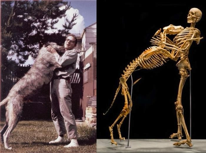 Man embracing a large dog outdoors next to displayed human and dog skeletons in a historical photos comparison.