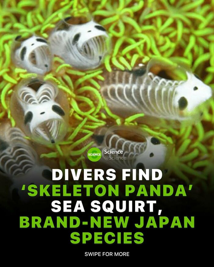 Close-up of newly discovered skeleton panda sea squirt species by divers, highlighting cool and interesting world and science facts.
