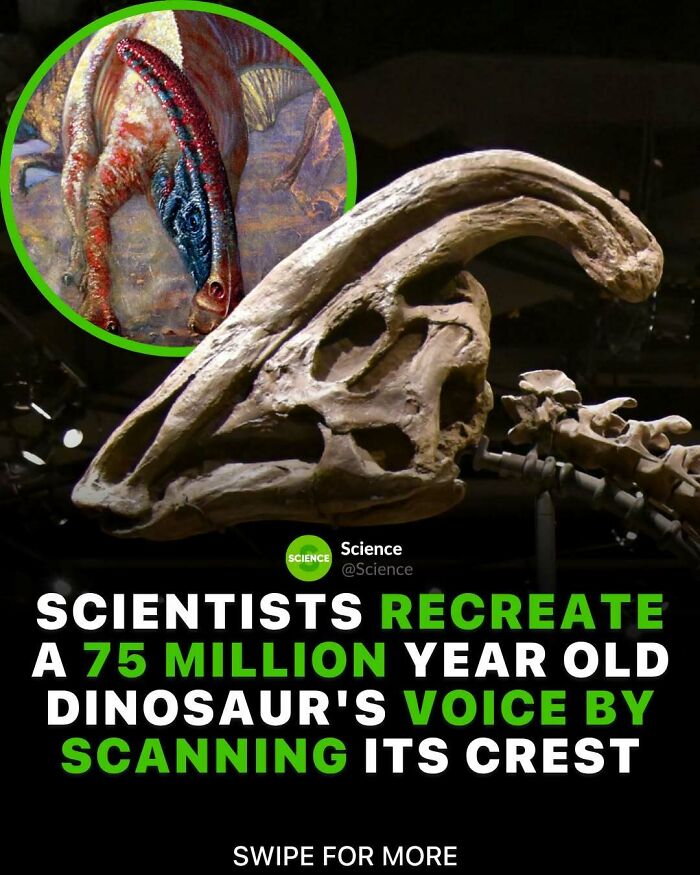 Dinosaur skull fossil displayed in a museum with an inset of a colorful reconstruction, highlighting cool science facts.