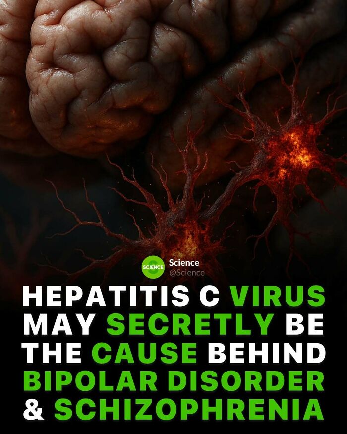 Close-up of brain and neurons highlighting a cool science fact about hepatitis C virus's possible role in bipolar disorder.