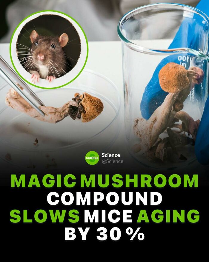 Science image showing magic mushroom compounds slowing mice aging by 30 percent, highlighting interesting facts about the world.