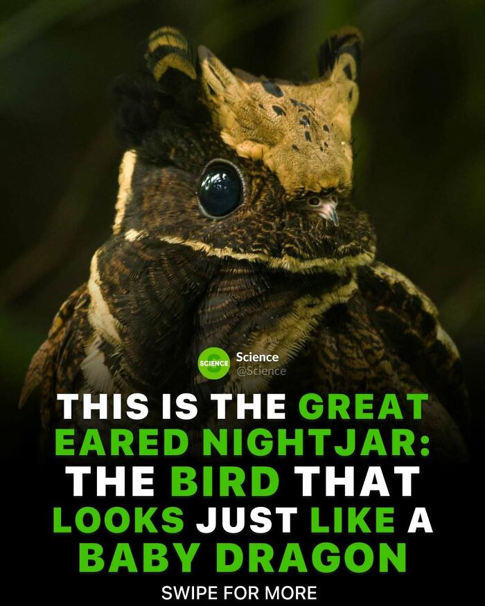 Close-up of the great eared nightjar bird, featuring unique patterns, a cool and interesting fact about the world and science.