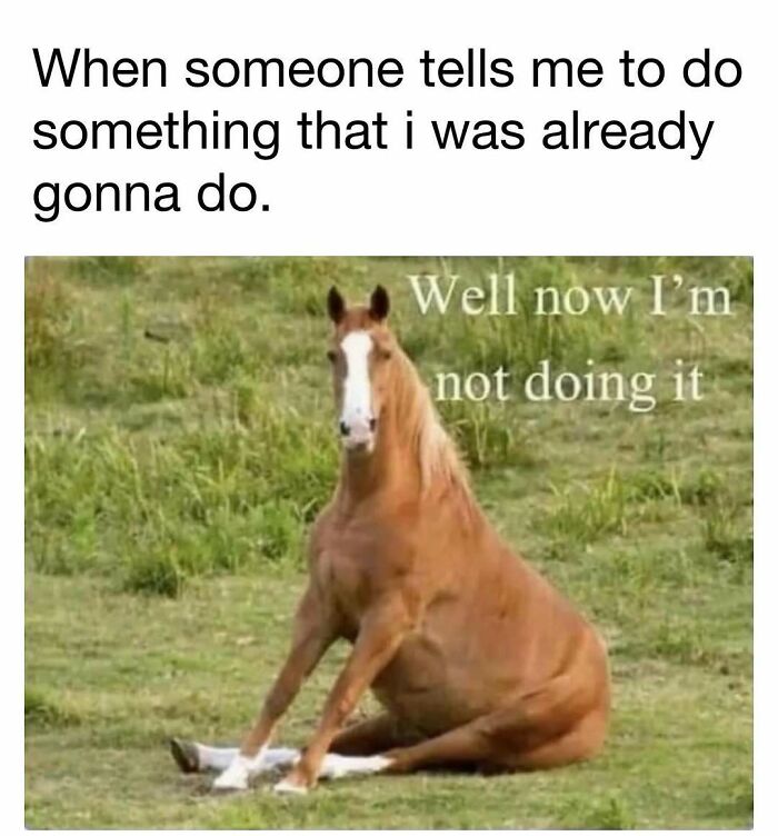 Funny meme with a horse sitting in a field, expressing refusal to do something already planned, for daily dose of laughter.