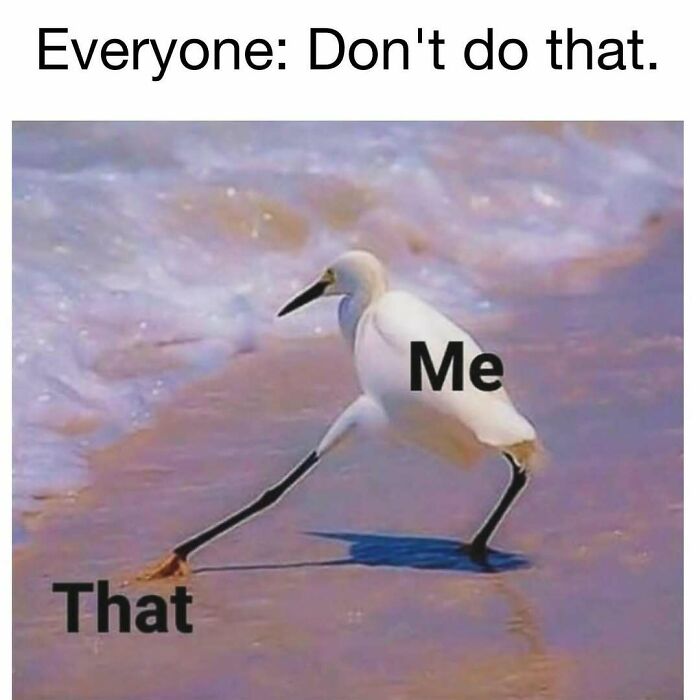 Hilarious meme of a bird labeled Me reaching for something labeled That despite a warning not to do it.