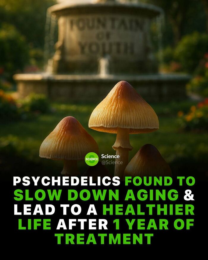 Close-up of psychedelic mushrooms with text about science facts revealing their potential to slow aging and promote healthier life after treatment.
